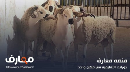 اسعار الاضاحي 2024 | اعرف أسعار المواشي في الأسواق حصرياً