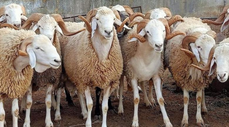 ثمن الأضحية في السعودية 2025