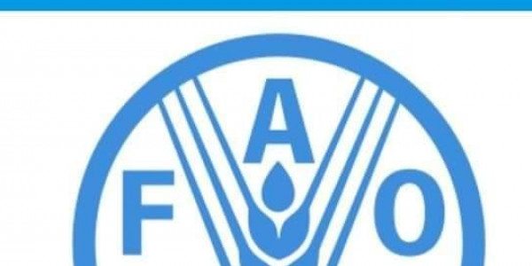 فرصة تدريب مجانية فى منظمة الفاو التابعة للأمم المتحدة براتب شهرى 700 دولار