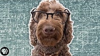 كورس - دورة تدريبية لتعليم  Dog Psychology