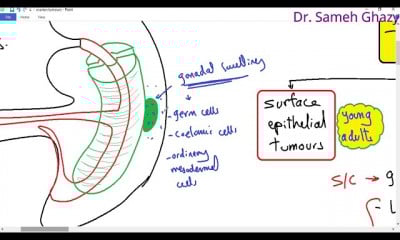 الجهاز التناسلي للأنثى female genital system