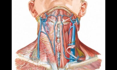 الرأس والرقبة التشريح التطبيقي والسطح head and neck applied and surface anatomy