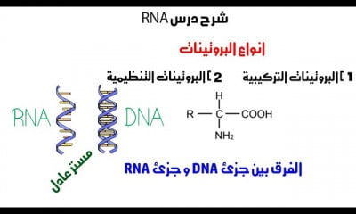 RNA بيولوجيا جزيئية احياء ثانوية عامة
