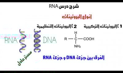 RNA بيولوجيا جزيئية احياء ثانوية عامة