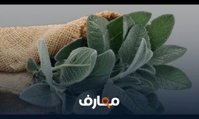 مجربات الاعشاب