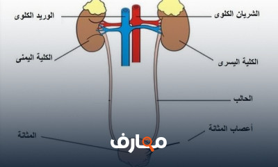 الجهاز البولى Renal System