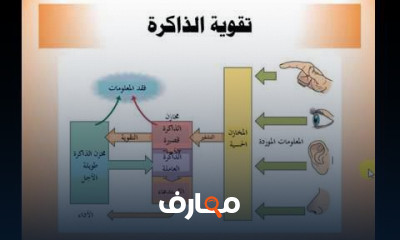 أساسيات علم النفس الفسيولوجي