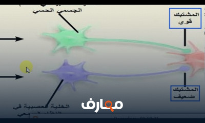 أسس علم النفس الفسيولوجي وصور فقدان الذاكرة