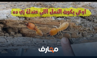 كيفية مكافحة أخطار النمل الأبيض فى المبانى