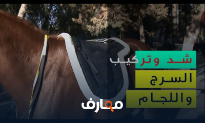 سياسة الخيل