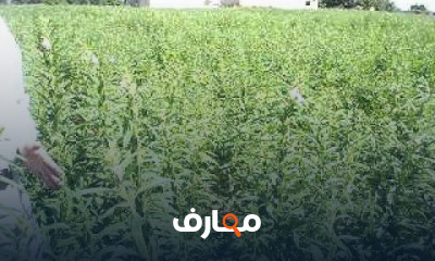 دراسة جدوي استصلاح 120 فدان أرض