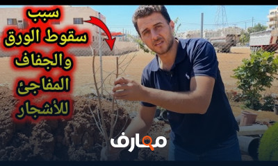 زراعة الخضروات بدون تسميد