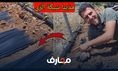 زراعة الخضراوات في المنزل