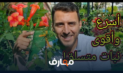 أفضل النباتات لزراعتها فى المنزل