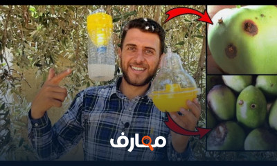 طريقة منع تدويد وخراب الثمار