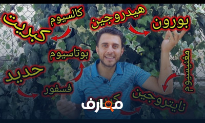 علاج إصفرار الأوراق