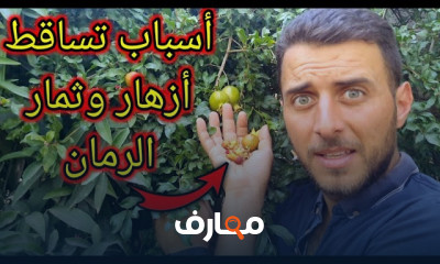 طريقة منع تدويد ثمار الرمان