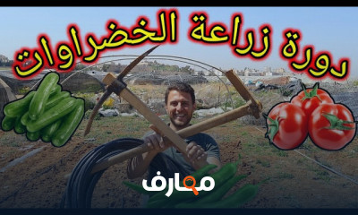 طريقة زراعة الخضراوات في المنزل