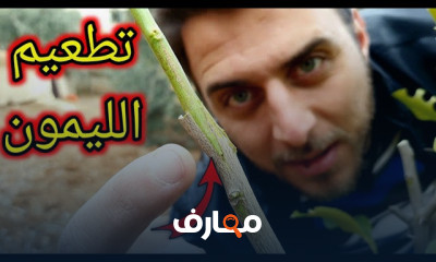 طريقة تطعيم أشجار التين بالقلم
