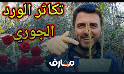 زراعة الزعتر في المنزل