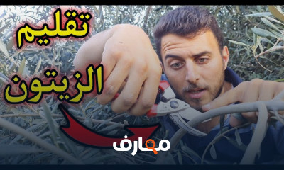 تقليم أشجار الفاكهة والخضروات