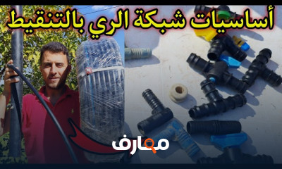 طريقة زيادة إنتاج زيت الزيتون