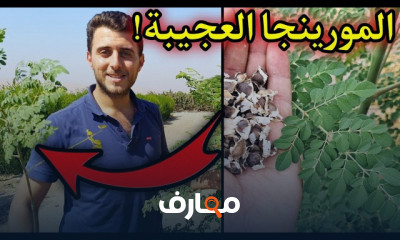 زراعة النعناع في المنزل