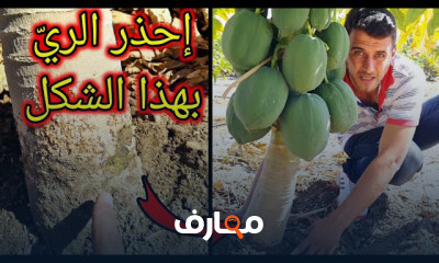 طرق نقل النباتات لأصيص أكبر