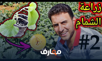 زراعة الشمام البطيخ الأصفر