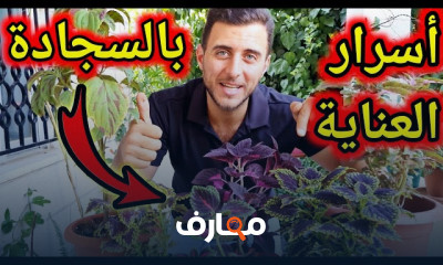 زراعة مسك الليل او الكالونيا