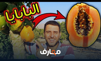 زراعة البابايا في المنزل