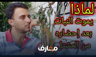 زراعة الباذنجان في المنزل