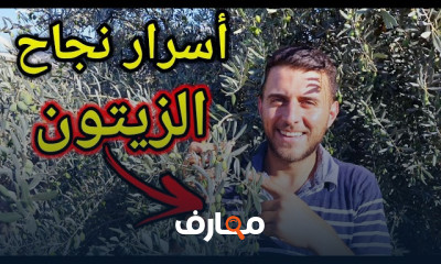 تقليم شجرة الزيتون للمبتدئين