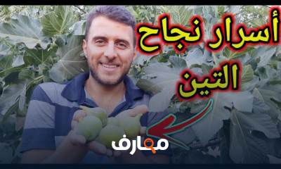 زراعة التين فى المنزل