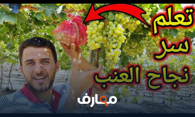 زراعة العنب فى المنزل