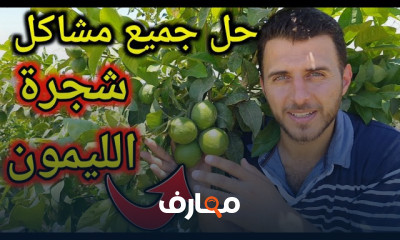 زراعة الليمون في المنزل
