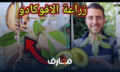 زراعة النعناع فى المنزل