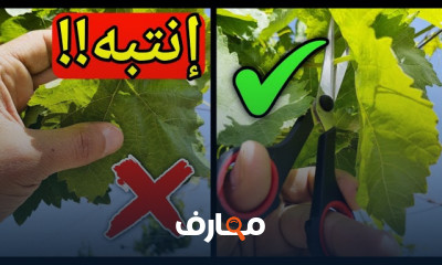 زراعة الجوافة في المنزل