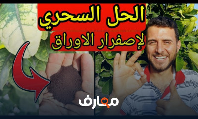 طرق استخدام سماد NPK للنباتات