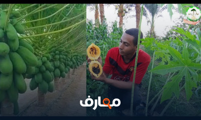 طريقة زراعة البابايا في المنزل