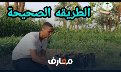 طريقة زراعة الليمون بالمنزل