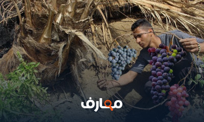 خطوات زراعة العنب