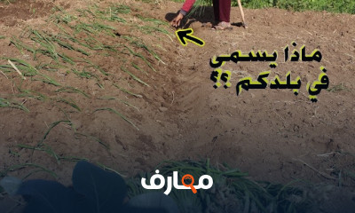 زراعة بصل التشتيل للمبتدئين