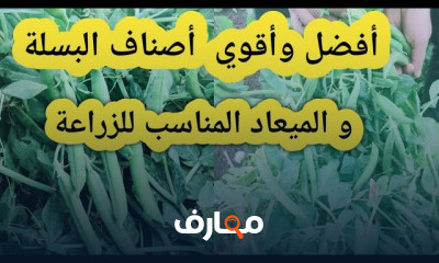 زراعة البسلة من البداية للحصاد