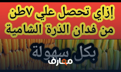 زراعة الذرة الشامية