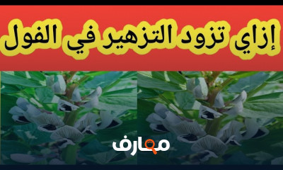 زراعة الفول