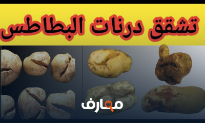أسباب إصفرار القمح وطريقة العلاج