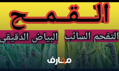 زراعة القمح