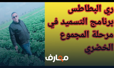 زراعة البطاطس من التربة للحصاد