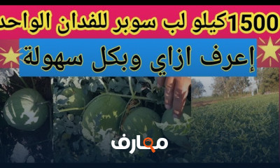 زراعة اللب السوبر